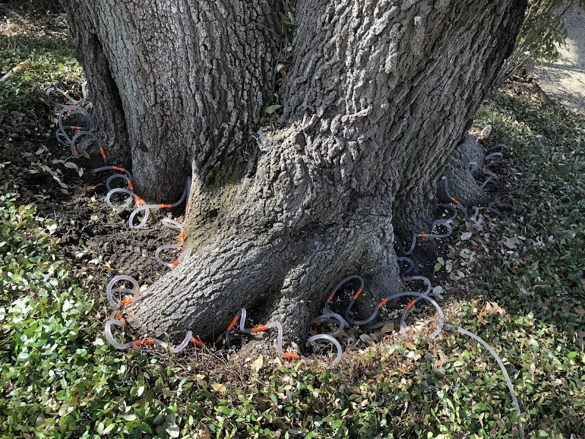 Detailed Tree Cabling and Bracing job site in Northeast Harbor