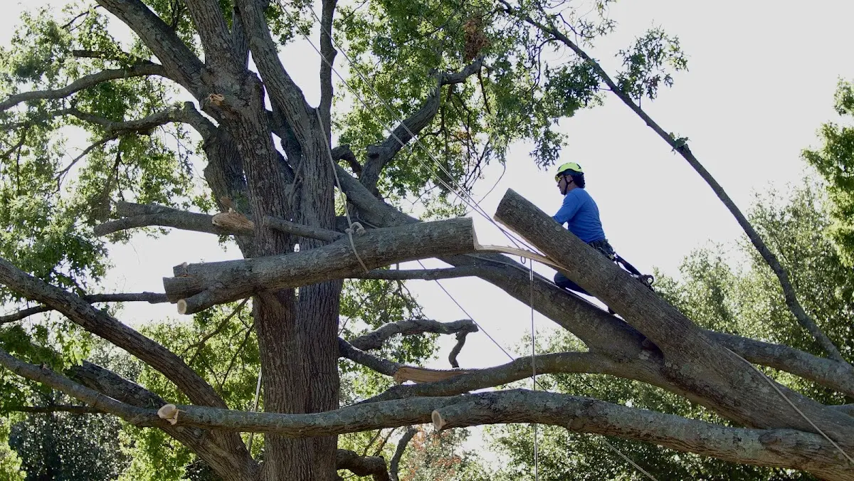 Professional Crown Thinning performed by certified arborists in Northeast Harbor