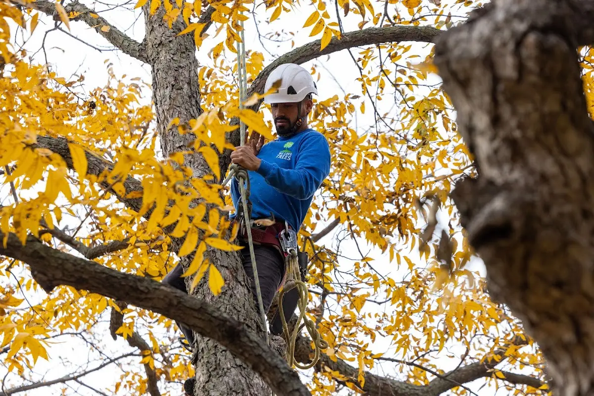 Skilled Tree Trimming crew working in Northeast Harbor