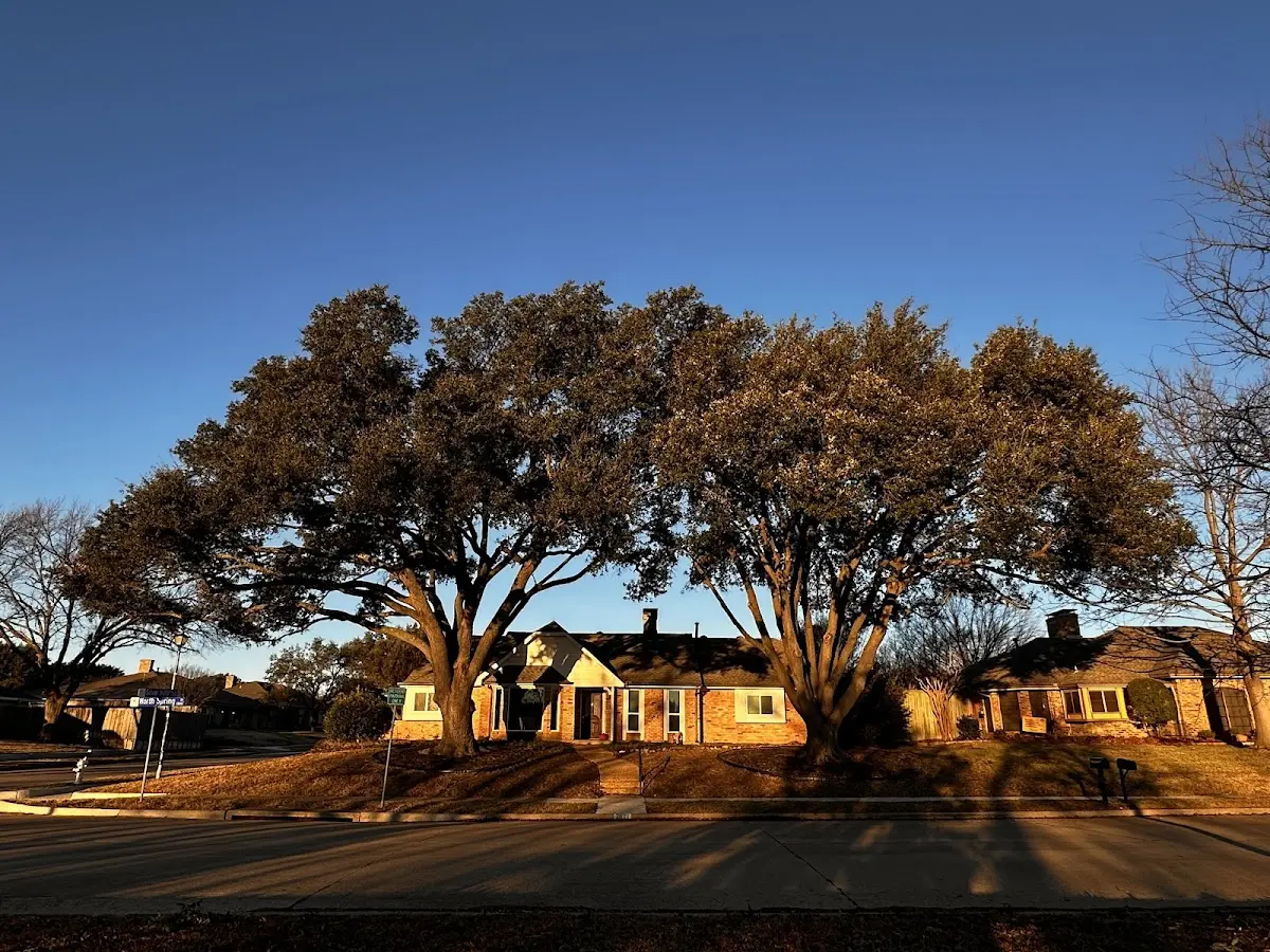 Established residential canopy tree shading a home in Northeast Harbor